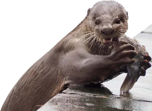 💪 Стикер «Otters Gotta Ott 4» для Telegram