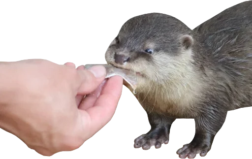 🐟 Стикер «Otters Gotta Ott 4» для Telegram