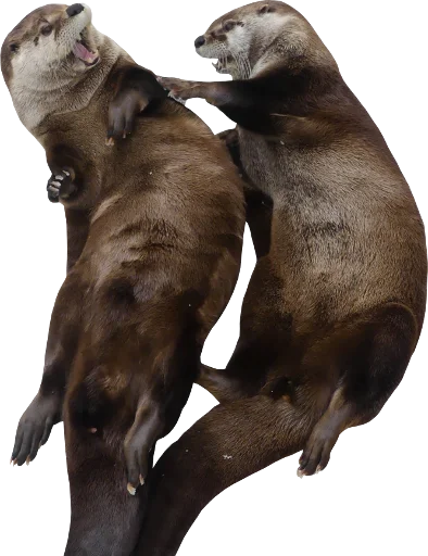 👬 Стикер «Otters Gotta Ott 4» для Telegram