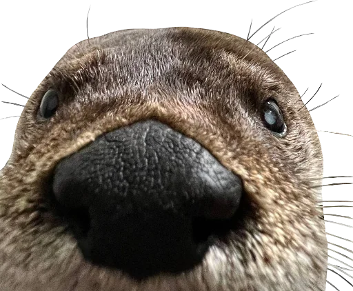 👃 Стикер «Otters Gotta Ott 4» для Telegram