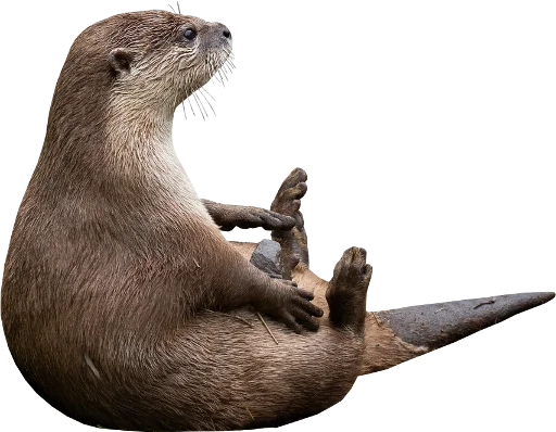 🦐 Стикер «Otters Gotta Ott 4» для Telegram