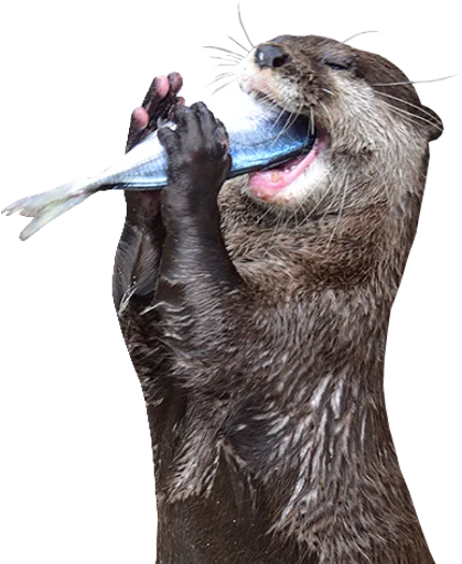 🐟 Стикер «Otters Gotta Ott 4» для Telegram