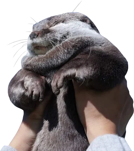🐷 Стикер «Otters Gotta Ott 4» для Telegram