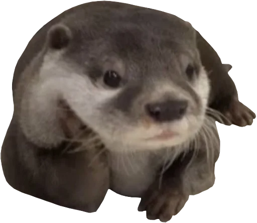 🤔 Стикер «Otters Gotta Ott 4» для Telegram
