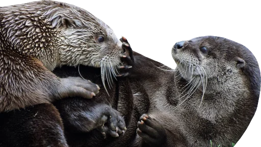 ⛔ Стикер «Otters Gotta Ott 4» для Telegram