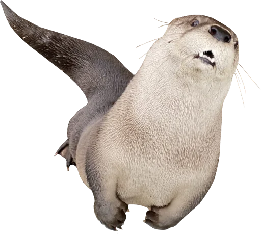 😨 Стикер «Otters Gotta Ott 4» для Telegram