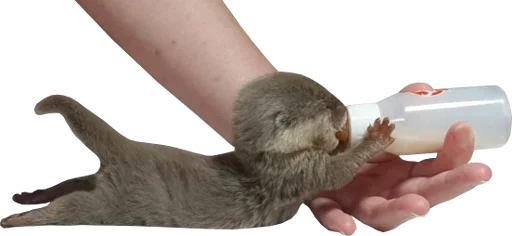 🍼 Стикер «Otters Gotta Ott 4» для Telegram
