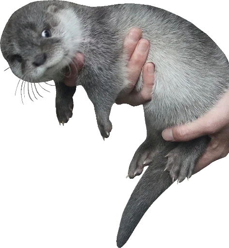 👀 Стикер «Otters Gotta Ott 4» для Telegram