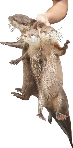3⃣ Стикер «Otters Gotta Ott 4» для Telegram