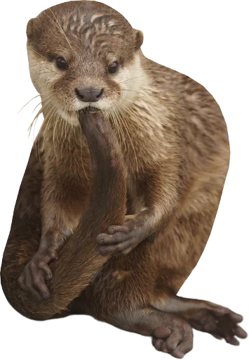 🎷 Стикер «Otters Gotta Ott 4» для Telegram