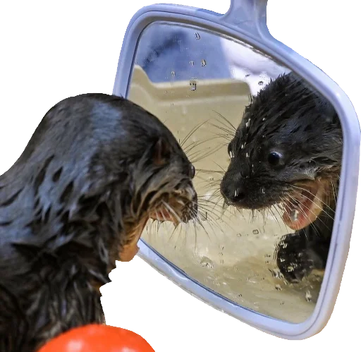 😱 Стикер «Otters Gotta Ott 4» для Telegram