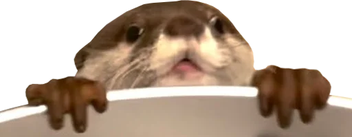 👀 Стикер «Otters Gotta Ott 4» для Telegram