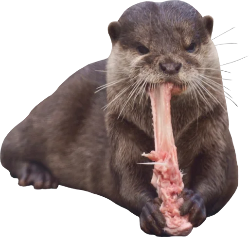 🍖 Стикер «Otters Gotta Ott 4» для Telegram