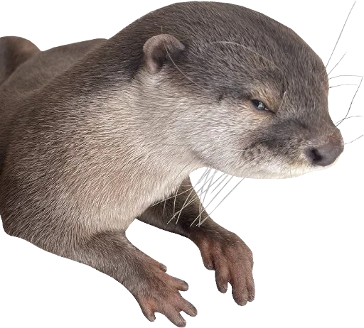 💢 Стикер «Otters Gotta Ott 4» для Telegram