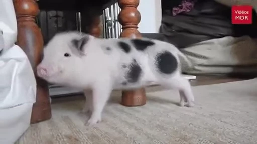 🐽 Стикер «китайские мемы» для Telegram