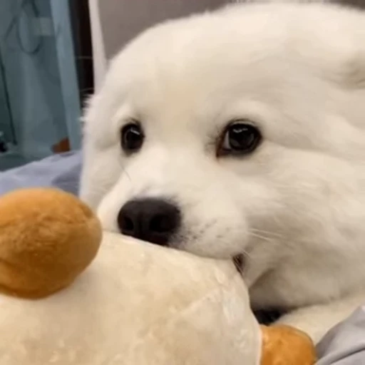 🐶 Стикер «китайские мемы» для Telegram