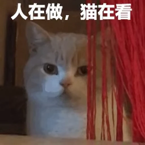 🐱 Стикер «китайские мемы» для Telegram