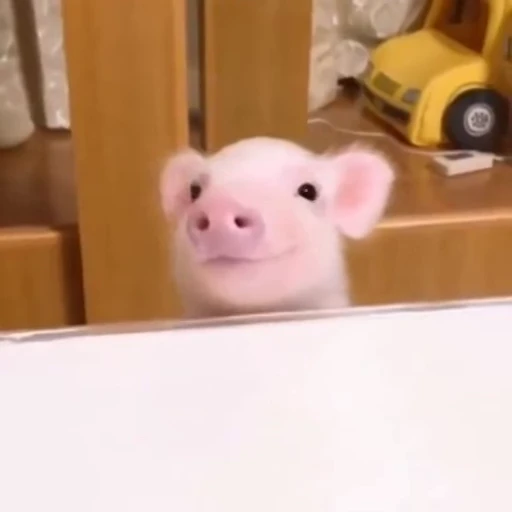 🐷 Стикер «китайские мемы» для Telegram