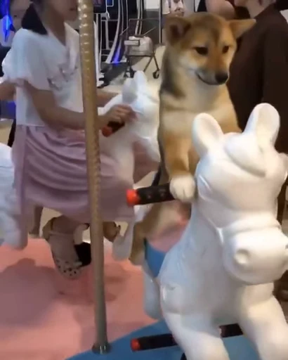 🐶 Стикер «китайские мемы» для Telegram