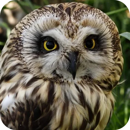 Стикерпак Owls для Telegram — скачать