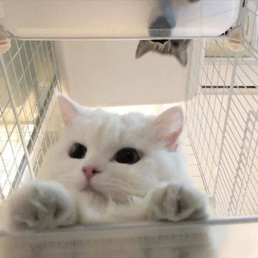 👀 Стикер «Кошки и котята» для Telegram