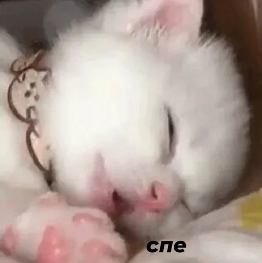 😴 Стикер «Кошки и котята» для Telegram
