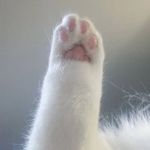 👋 Стикер «Кошки и котята» для Telegram