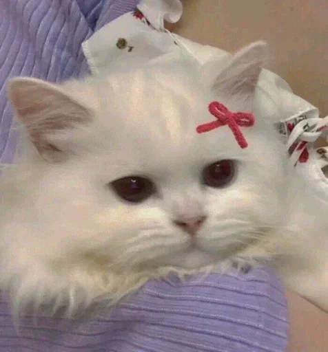 🥺 Стикер «Кошки и котята» для Telegram
