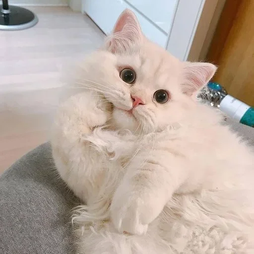 ➖ Стикер «Кошки и котята» для Telegram