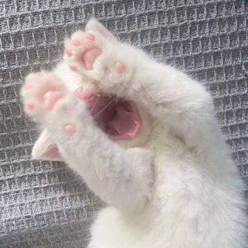 ➖ Стикер «Кошки и котята» для Telegram