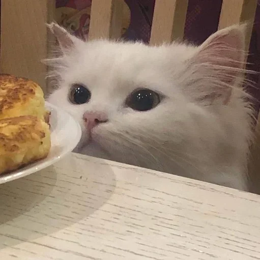 🥞 Стикер «Кошки и котята» для Telegram