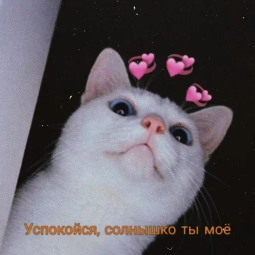 😌 Стикер «228 пак» для Telegram