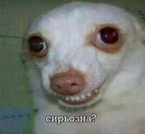 😬 Стикер «228 пак» для Telegram