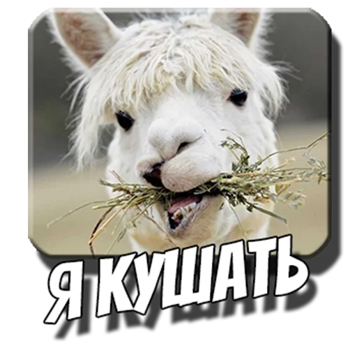 Стикерпак Альпаки для Telegram