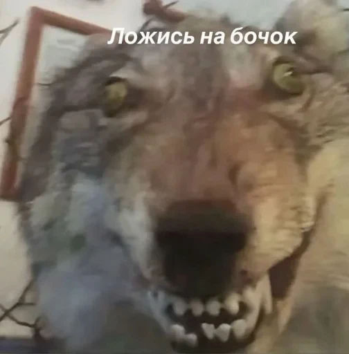 🤩 Стикер «pack f 8fa 7» для Telegram