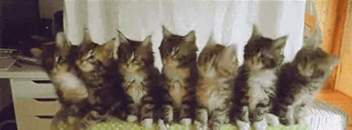 🐈 Стикер «Гифки» для Telegram