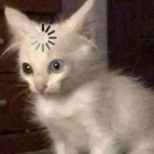 🤩 Стикер «Котишки» для Telegram