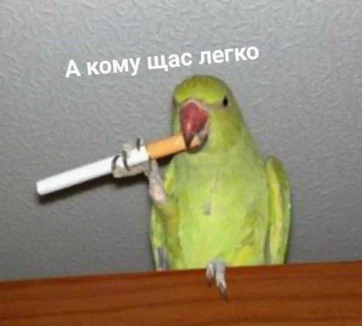 🤩 Стикер «Котишки» для Telegram