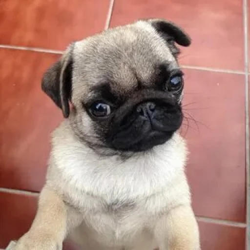 🤩 Стикер «Мопсик» для Telegram