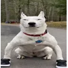 💪 Эмодзи «Сабаки» для Telegram