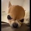 👹 Эмодзи «Сабаки» для Telegram