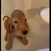 🚿 Эмодзи «Сабаки» для Telegram