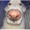😮 Эмодзи «Сабаки» для Telegram