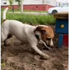 ⚡ Эмодзи «Сабаки» для Telegram