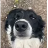 😌 Эмодзи «Сабаки» для Telegram