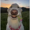 🌹 Эмодзи «Сабаки» для Telegram