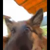 🤗 Эмодзи «Сабаки» для Telegram