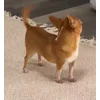 🤪 Эмодзи «Сабаки» для Telegram
