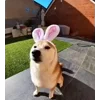 🐰 Эмодзи «Сабаки» для Telegram