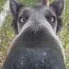 👃 Эмодзи «Сабаки» для Telegram